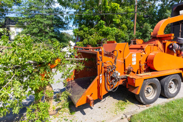 The Steps Involved in Our Tree Care Process in Orwigsburg, PA